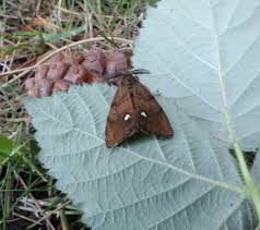 Attēlu rezultāti vaicājumam “Orgyia antiqua”