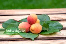 Attēlu rezultāti vaicājumam “Prunus armeniaca”