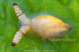 Attēlu rezultāti vaicājumam “Leucochloridium paradoxum”