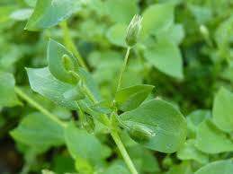 Attēlu rezultāti vaicājumam “Stellaria media”