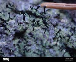 Attēlu rezultāti vaicājumam “Calicium viride”