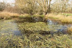 Attēlu rezultāti vaicājumam “Glyceria fluitans”