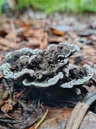 Attēlu rezultāti vaicājumam “Phellodon melaleucus”