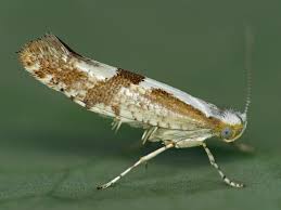 Attēlu rezultāti vaicājumam “Argyresthia pruniella”