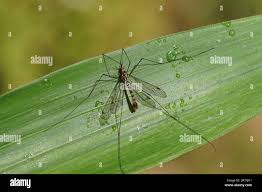 Attēlu rezultāti vaicājumam “Tipulidae male”