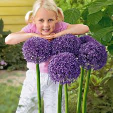 Image result for Zierlauch