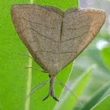 Attēlu rezultāti vaicājumam “Polypogon tentacularius”