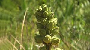 Attēlu rezultāti vaicājumam “Malva moschata bud”