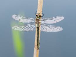 Attēlu rezultāti vaicājumam “Cordulia aenea”