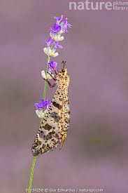 Attēlu rezultāti vaicājumam “Myrmeleontidae imago”