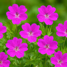 Attēlu rezultāti vaicājumam “Geranium sanguineum flower”