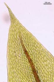 Attēlu rezultāti vaicājumam “Bryum pseudotriquetrum”