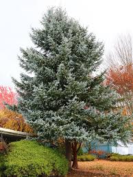 Attēlu rezultāti vaicājumam “Picea pungens”