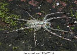 Attēlu rezultāti vaicājumam “Miturgidae”