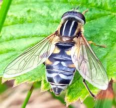 Attēlu rezultāti vaicājumam “Helophilus sp.”
