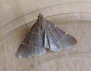 Attēlu rezultāti vaicājumam “Hypsopygia glaucinalis”