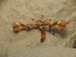 Attēlu rezultāti vaicājumam “Cnaemidophorus rhododactyla”