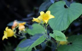 Attēlu rezultāti vaicājumam “Thladiantha dubia flower”