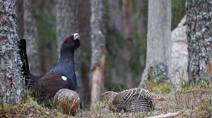 Attēlu rezultāti vaicājumam “Tetrao urogallus female”