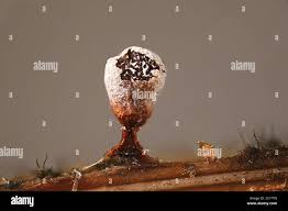 Attēlu rezultāti vaicājumam “Craterium leucocephalum”