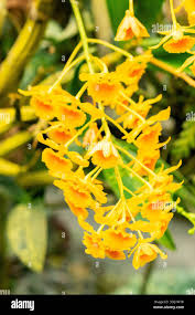 Attēlu rezultāti vaicājumam “Chrysotoxum sp.”