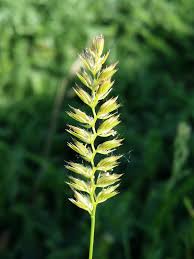 Attēlu rezultāti vaicājumam “Cynosurus cristatus flower”