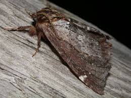 Attēlu rezultāti vaicājumam “Odontosia carmelita”