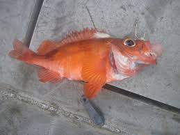 Image result for Sebastes fasciatus