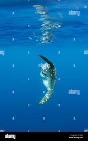 Image result for Mola alexandrini