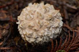 Attēlu rezultāti vaicājumam “Lycogala irregulare macro”