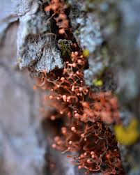 Attēlu rezultāti vaicājumam “Lycogala botrydium young”