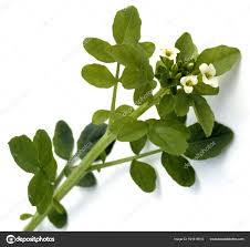 Image result for Brunnenkresse