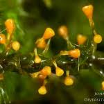 Attēlu rezultāti vaicājumam “Craterium sp.”