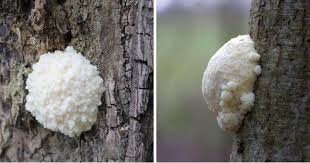 Attēlu rezultāti vaicājumam “Reticularia lycoperdon spores”