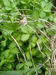 Attēlu rezultāti vaicājumam “Agrimonia pilosa”