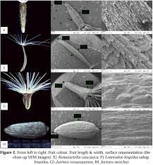 Attēlu rezultāti vaicājumam “Leontodon hispidus fruit”