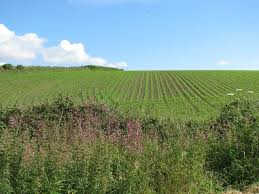 Image result for St Buryan Cc