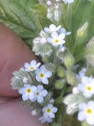 Attēlu rezultāti vaicājumam “Myosotis stricta”