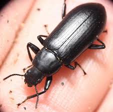 Attēlu rezultāti vaicājumam “Tenebrionidae”