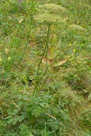 Attēlu rezultāti vaicājumam “Laserpitium latifolium leaf”
