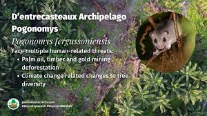 Attēlu rezultāti vaicājumam “Pogonatum dentatum macro”