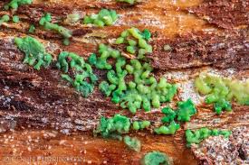 Attēlu rezultāti vaicājumam “Cribraria lepida”