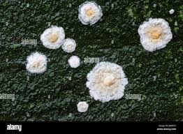 Attēlu rezultāti vaicājumam “Cylindrobasidium evolvens”