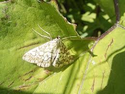 Attēlu rezultāti vaicājumam “Elophila nymphaeata”