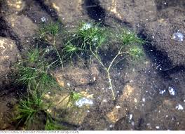 Attēlu rezultāti vaicājumam “Najas minor”