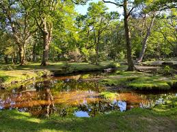 Image result for New Forest/Waterside