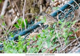 Image result for Emberiza spodocephala