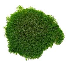 Attēlu rezultāti vaicājumam “Riccia”