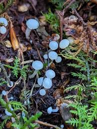 Attēlu rezultāti vaicājumam “Cudoniella acicularis”