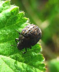 Attēlu rezultāti vaicājumam “Cytilus sericeus”